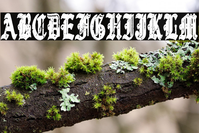 Gothic Destroyer Example 3