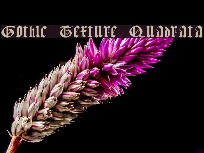 Gothic Texture Quadrata Polices examples