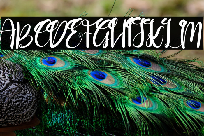 Goushy Script Example 1