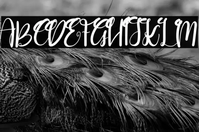 Goushy Script Font examples