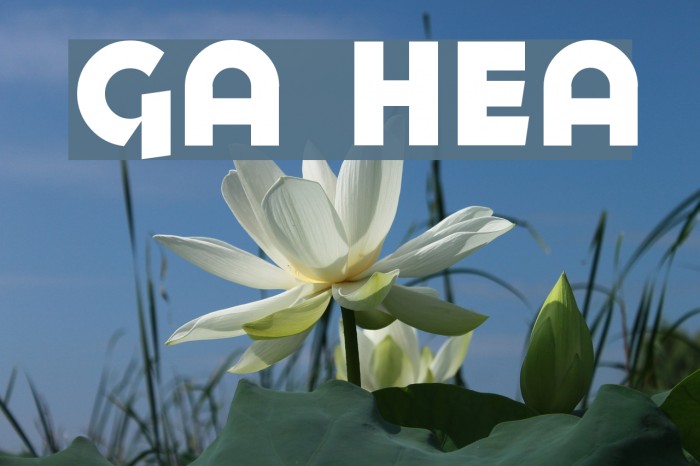 Goya Heavy Font examples