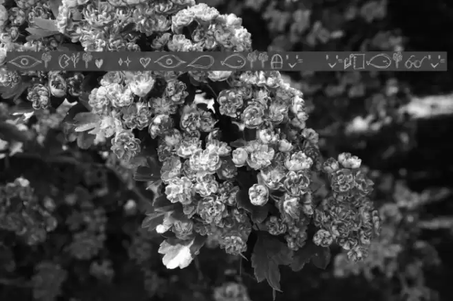 go around the books - symbols Шрифта examples