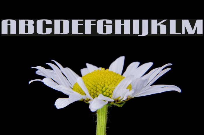 gogo `squat Font examples