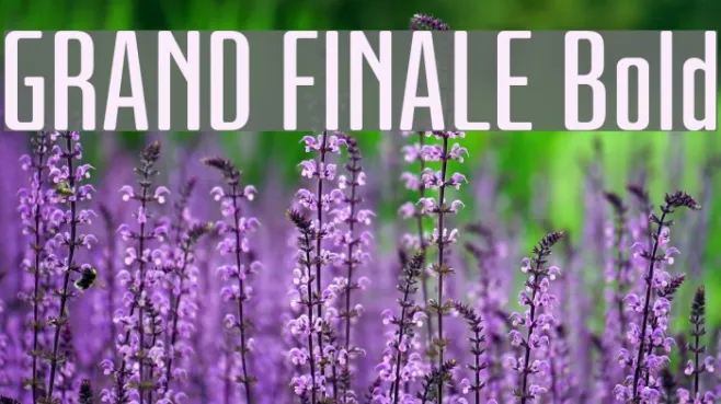 GRAND FINALE Bold Example 1