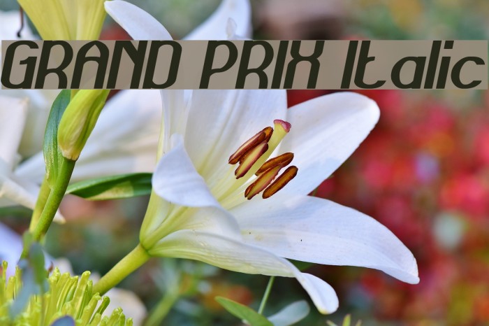 GRAND PRIX Italic Example 2