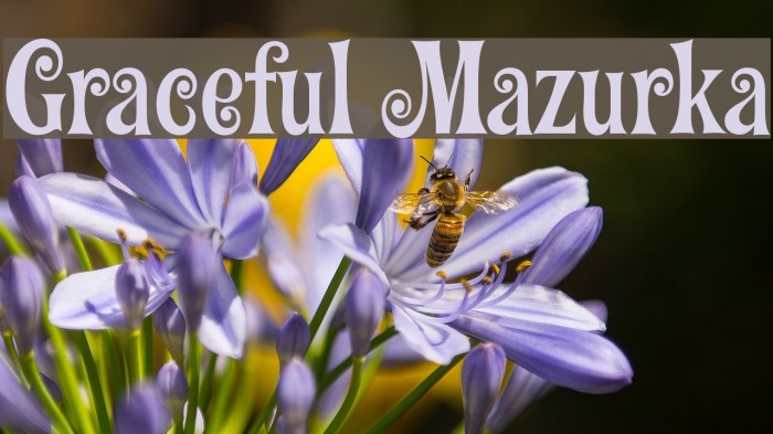 Graceful Mazurka Font examples