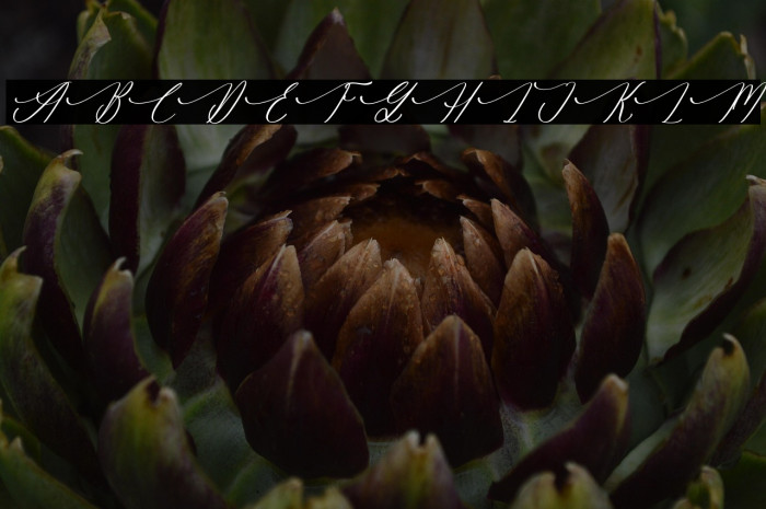 Gradefully Beauttina DEMO VERSI Italic Example 1