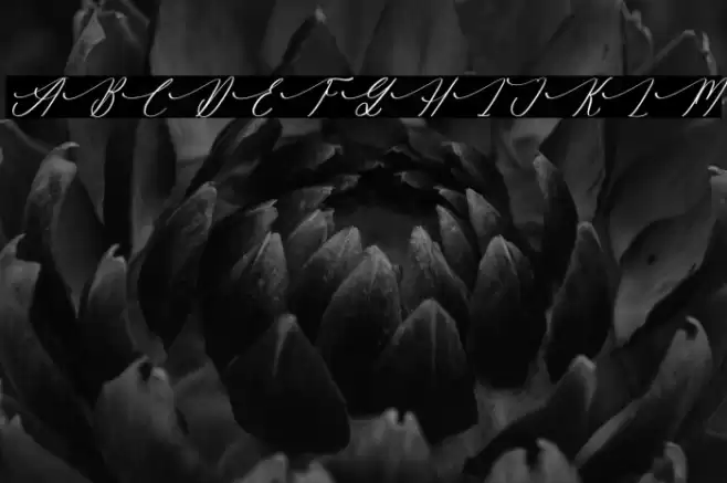 Gradefully Beauttina DEMO VERSI Italic फ़ॉन्ट examples