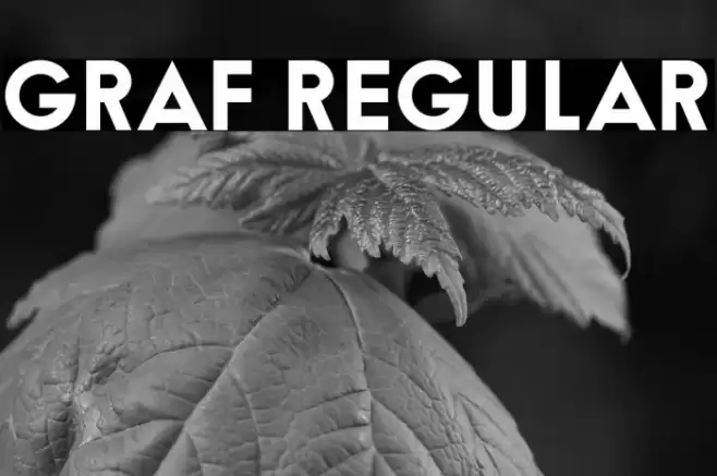 Graf Regular Font examples
