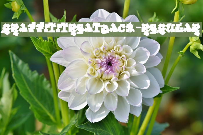 GraffitiTreatBack-Regular Example 2