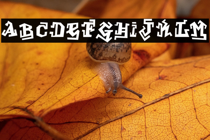 GraffitiTreatFront-Regular Example 3