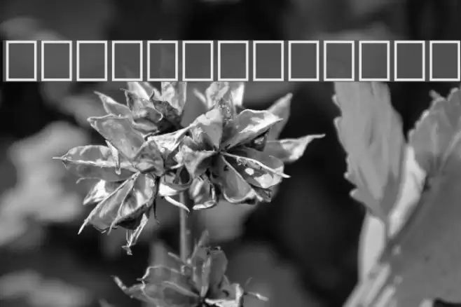 Grafoman. Font examples