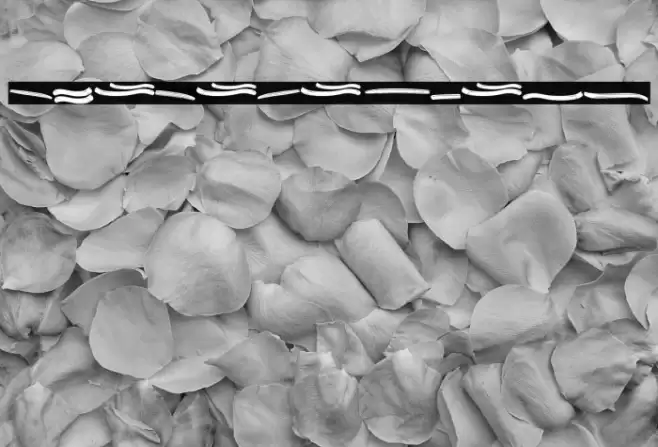 Granada Swash Font examples