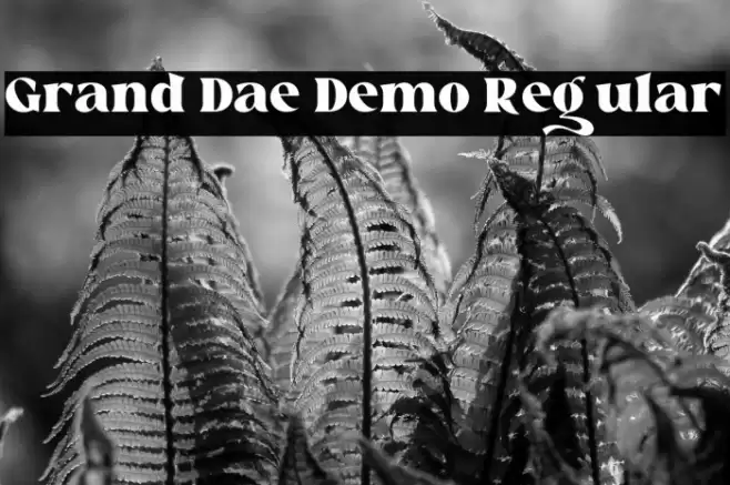 Grand Dae Demo Regular Caratteri examples