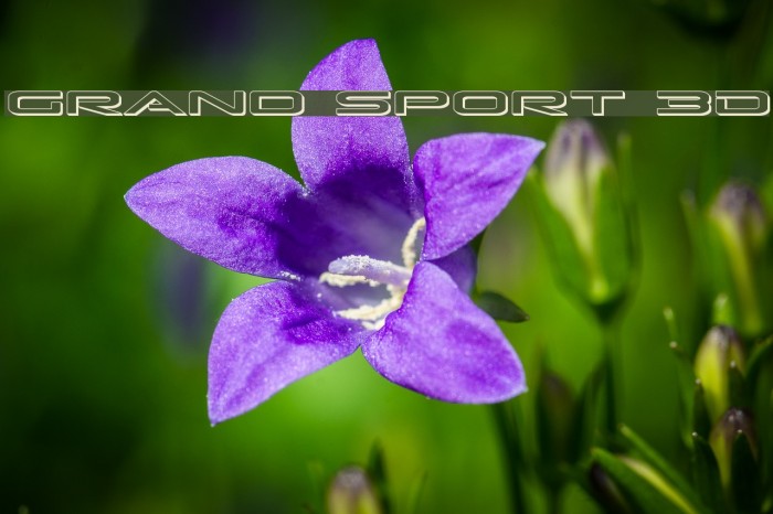 Grand Sport 3D Example 1