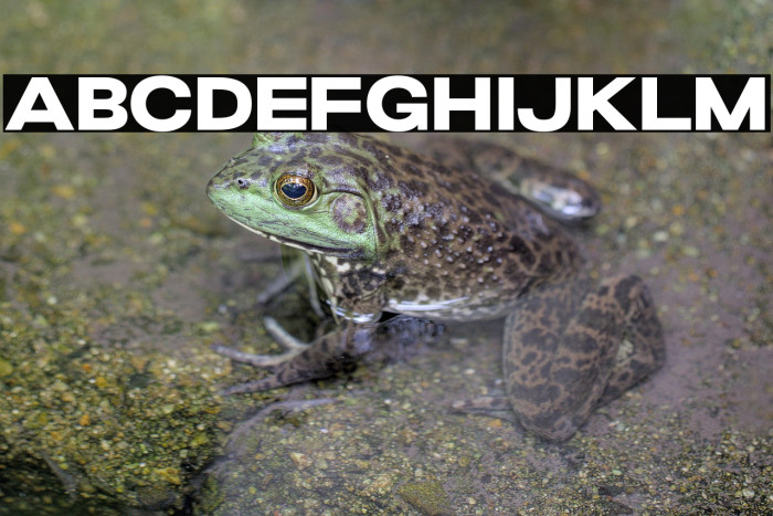 GrandWilsonSansDEMO Example 2