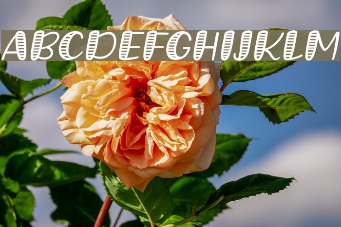 Grande October Four Italic Font examples