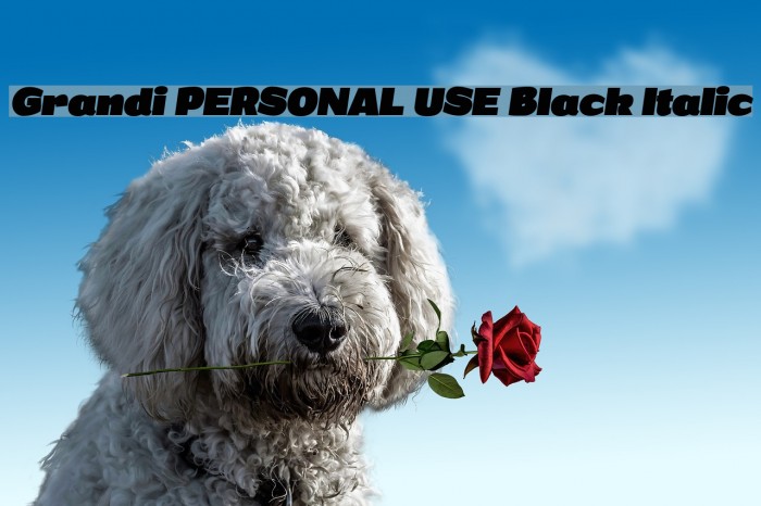 Grandi PERSONAL USE Black Italic Font examples