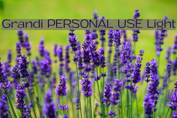 Grandi PERSONAL USE Light Font examples