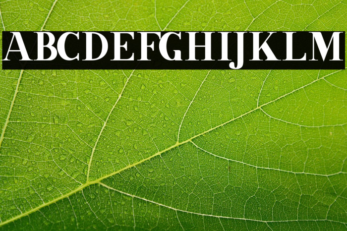 Grandline free for personal Example 2