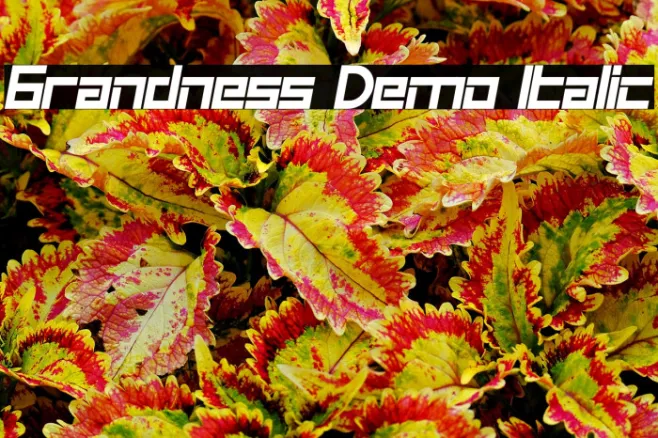 Grandness Demo Italic Example 3