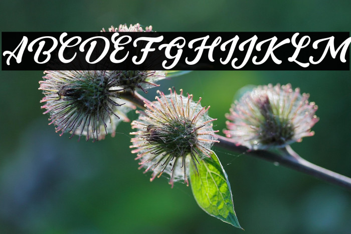 GrandyoseFREE Example 2