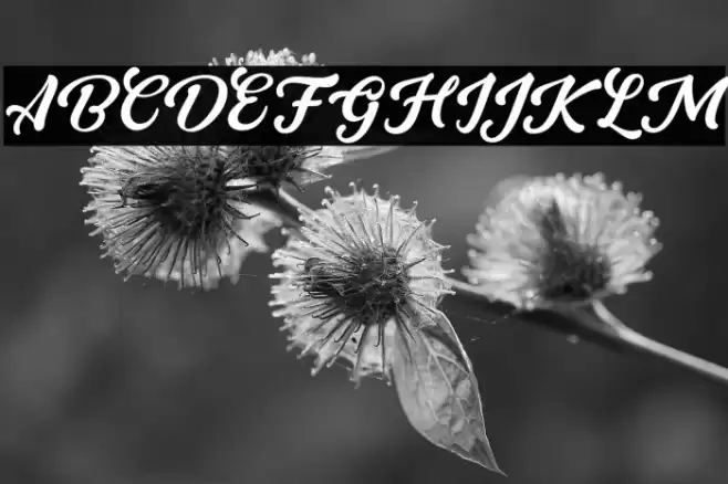 GrandyoseFREE Font examples