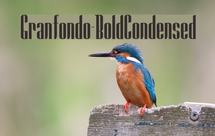 Granfondo-BoldCondensed Example 1