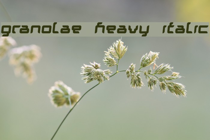 Granolae Heavy Italic Font examples