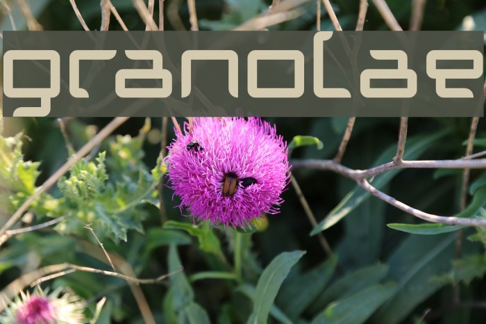 Granolae Font examples