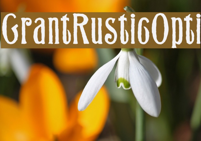 GrantRusticOpti Font examples