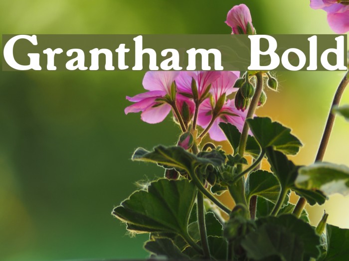 Grantham Bold Polices examples