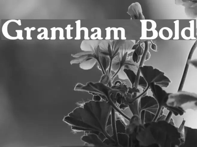 Grantham Bold Polices examples
