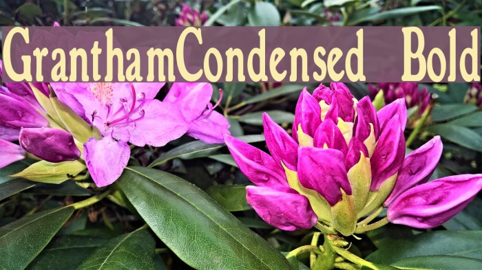 GranthamCondensed Bold Font examples