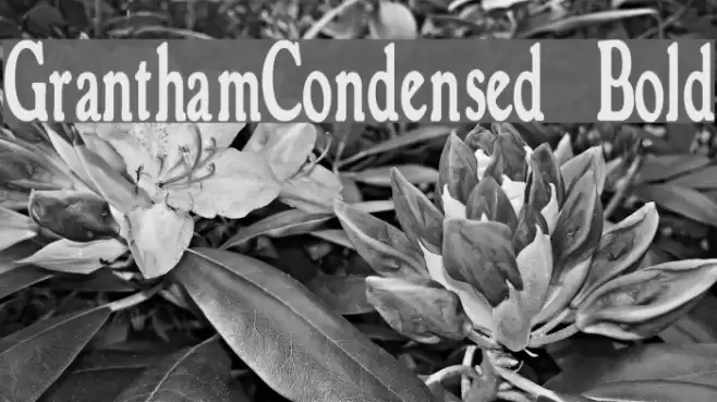 GranthamCondensed Bold Шрифта examples
