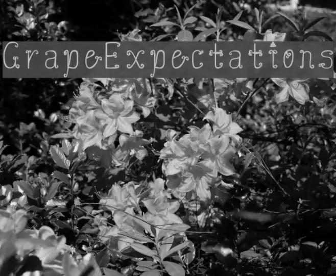 GrapeExpectations Font examples