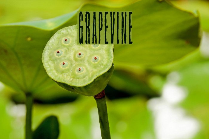 Grapevine Font examples