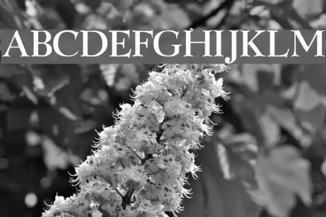 Graphic Regular Font examples