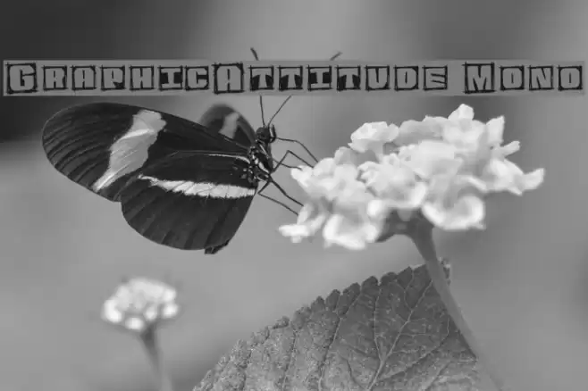GraphicAttitude Mono フォント examples