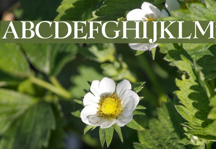 GraphicLight Font examples