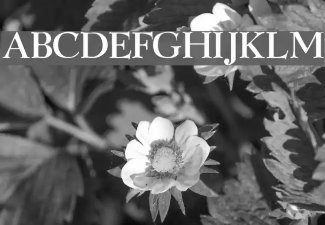 GraphicLight Fonte examples