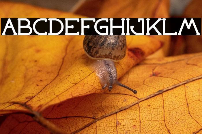 Grass Hopper Bold Example 2