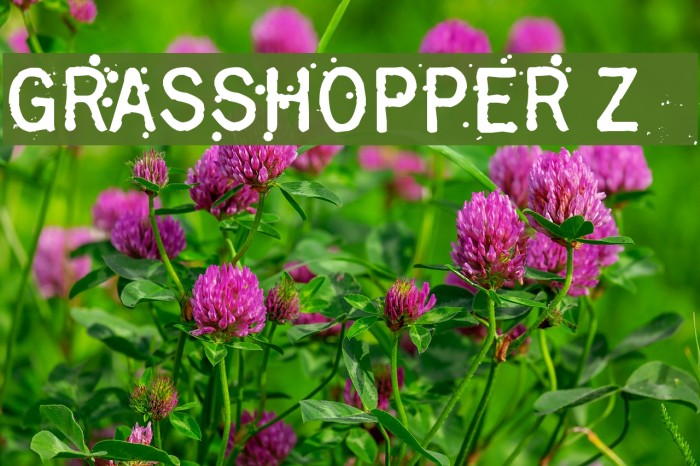 Grasshopper Z Font examples