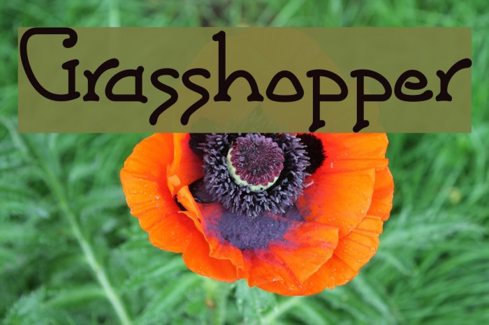 Grasshopper Font examples