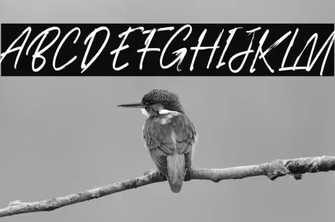 Gratosca Morgan Font examples