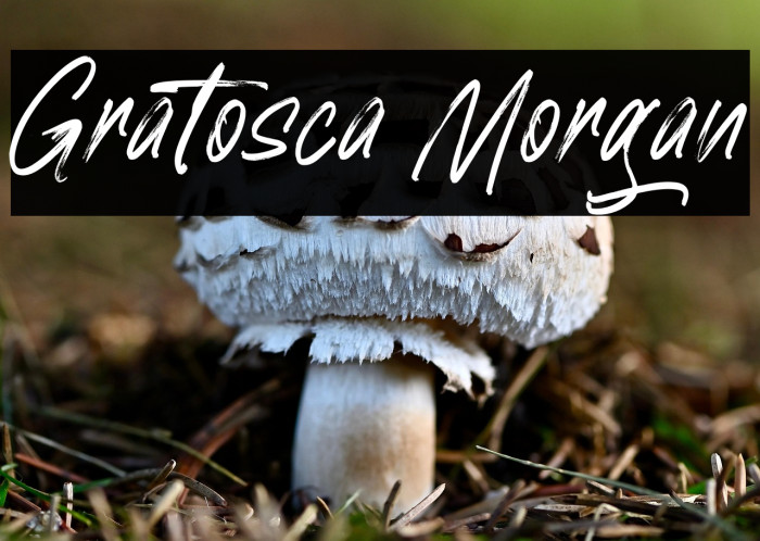 Gratosca Morgan Example 1