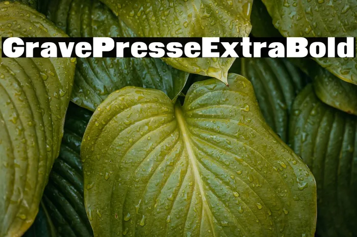 Grave Presse Extra Bold Example 3