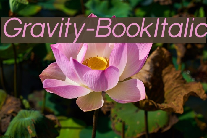 Gravity-BookItalic Font examples