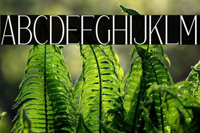 Gravity Ventore Example 3