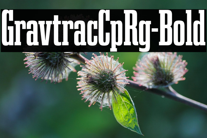 GravtracCpRg-Bold Example 2